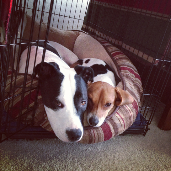 A normal afternoon at Chez Bouge. 